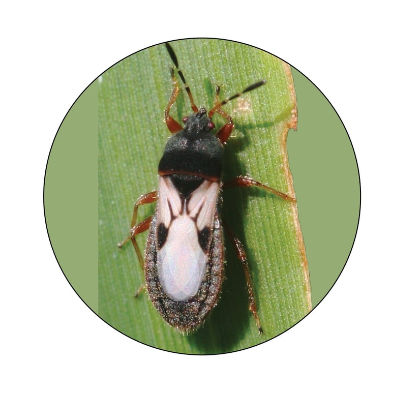 Chinch Bugs A Closer Look